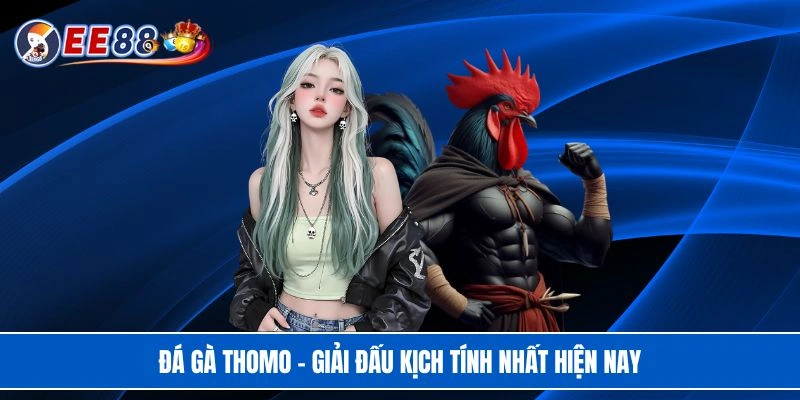 Đá gà Thomo - Giải đấu kịch tính nhất hiện nay